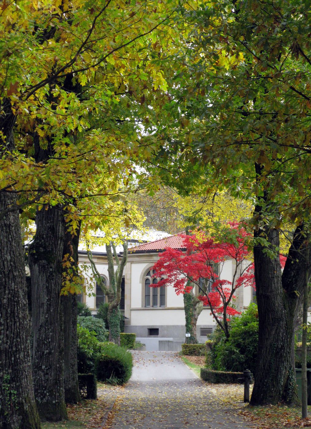 Herbstlicher Weg zwischen alten Bäumen zur Einsegnungshalle auf Hauptfriedhof Freiburg